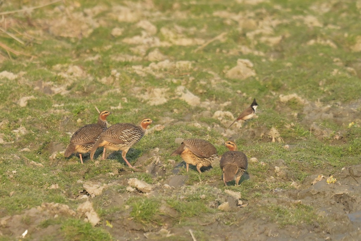 Francolin multiraie - ML643019981