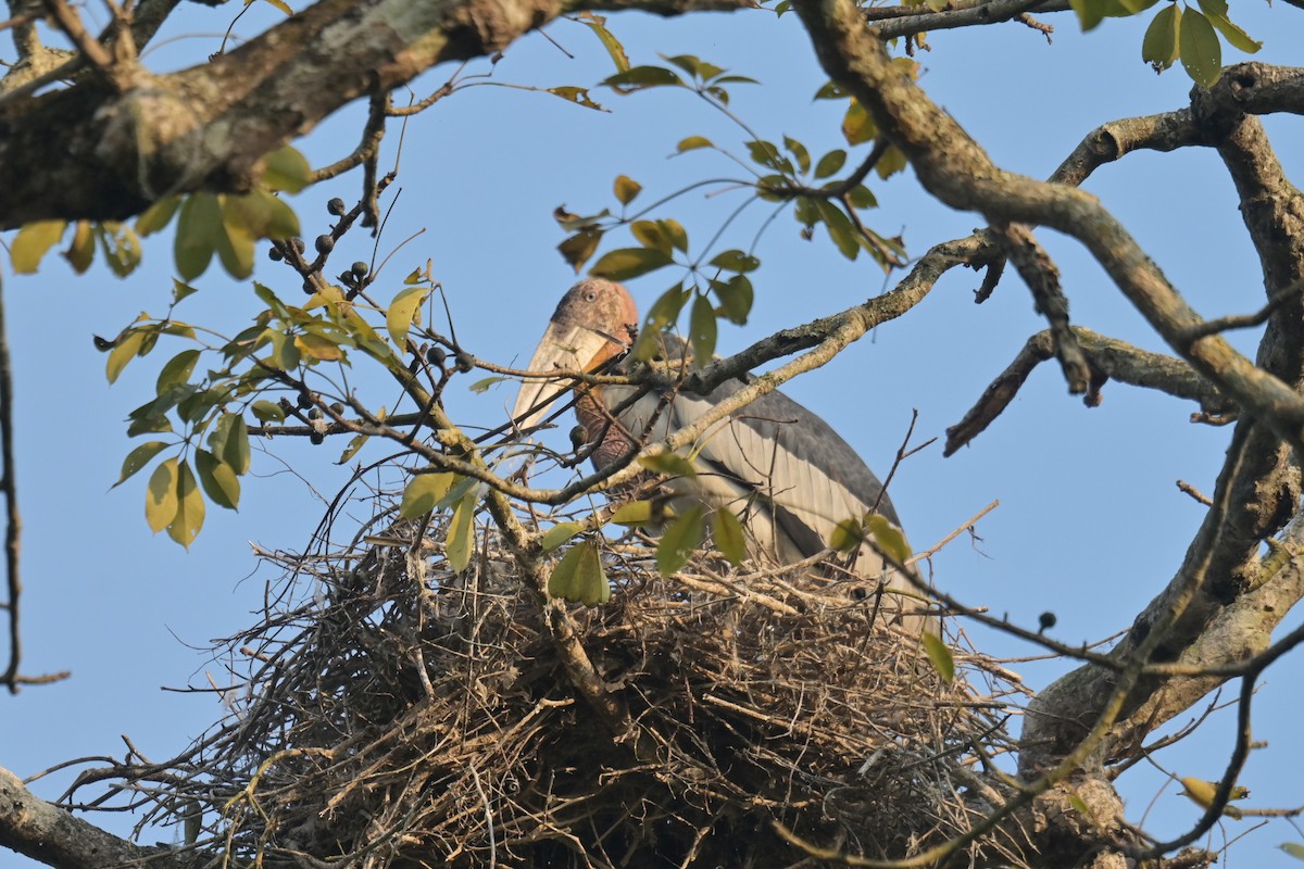 Greater Adjutant - ML643019983