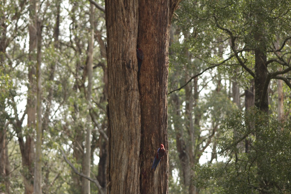 Crimson Rosella - ML643019984