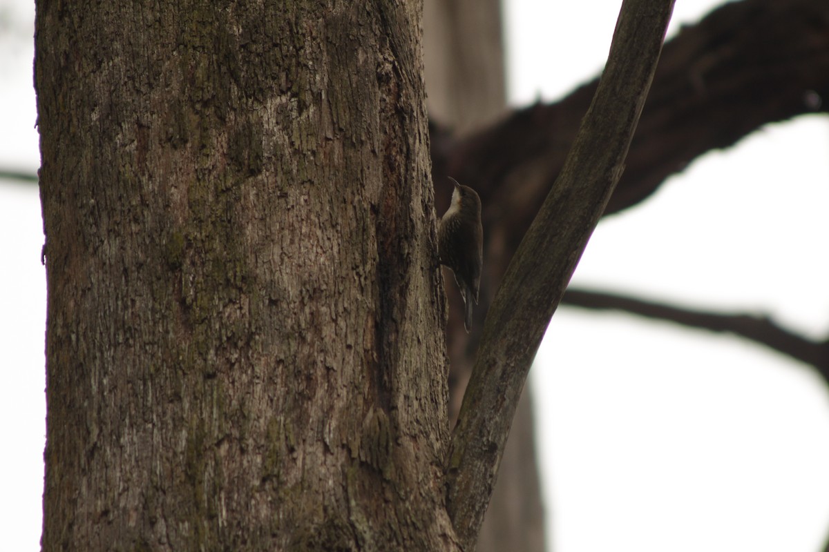 White-throated Treecreeper - ML643019989