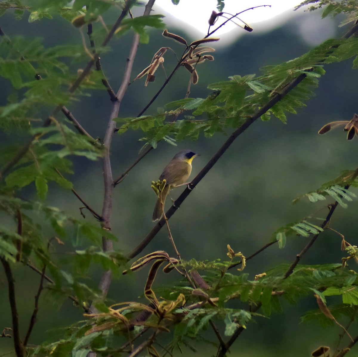 Gray-crowned Yellowthroat - ML643019990