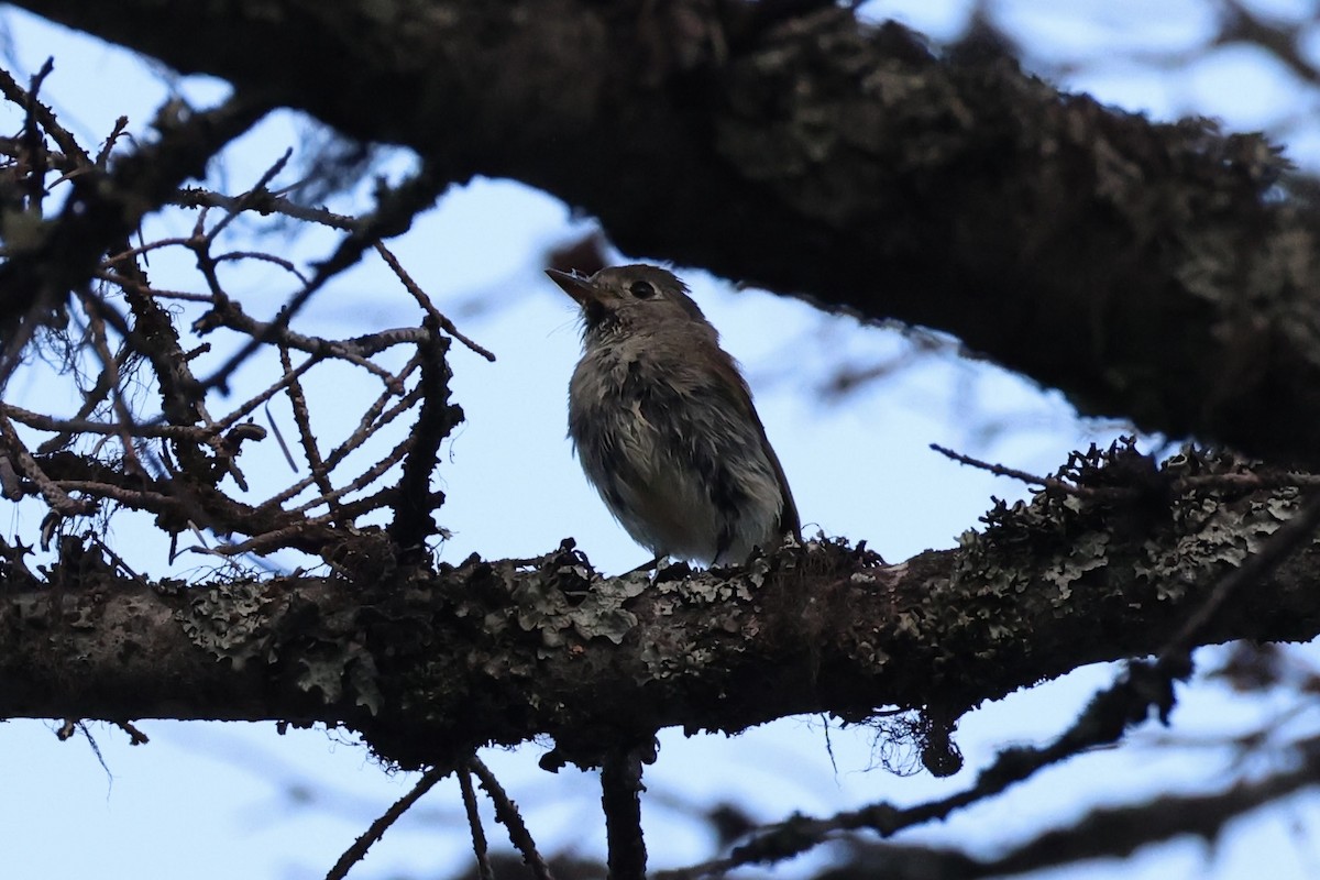 Dusky Flycatcher - ML643019991