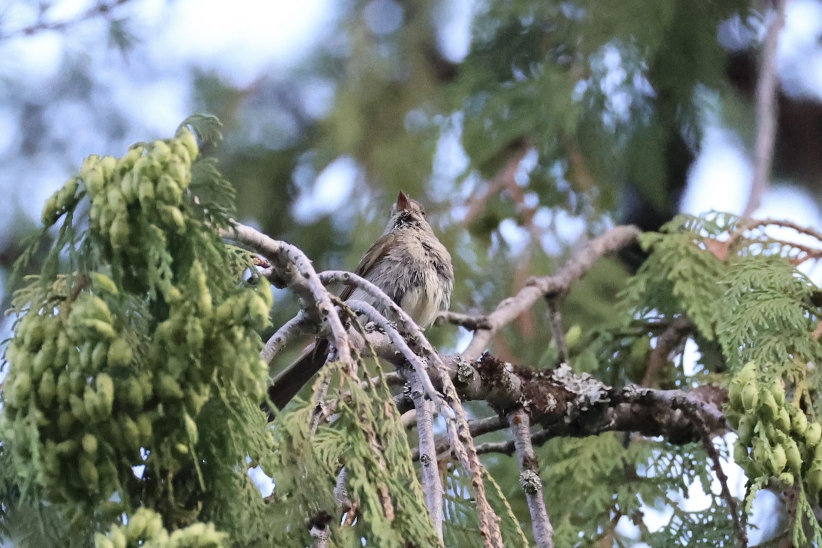 Dusky Flycatcher - ML643019992