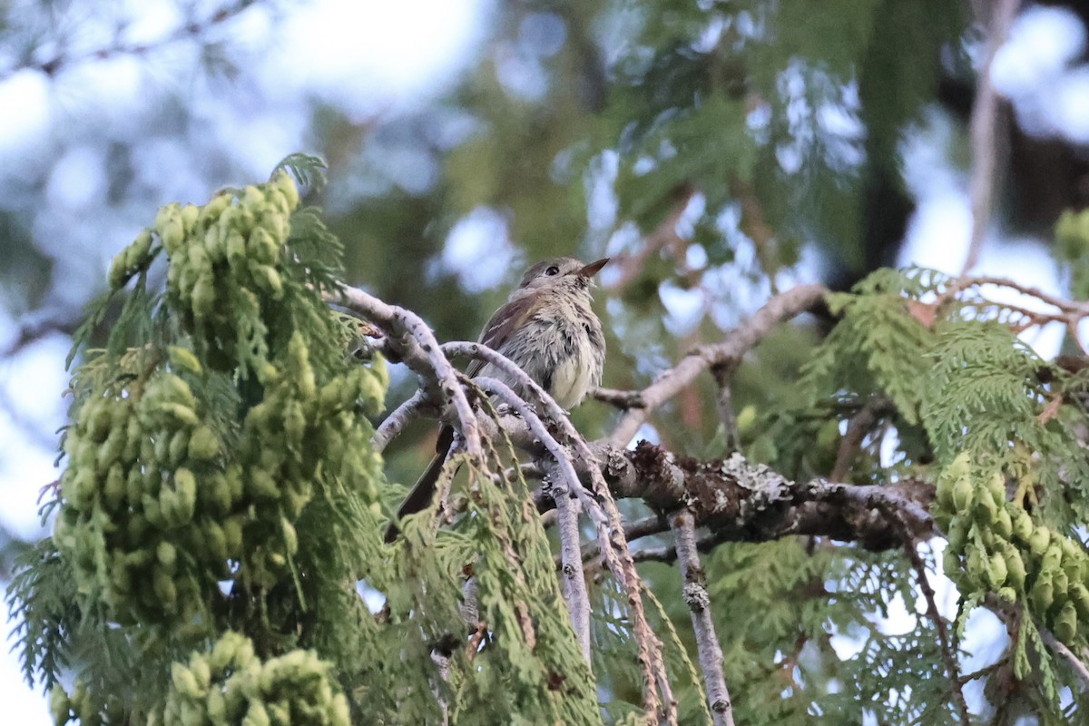 Dusky Flycatcher - ML643019993