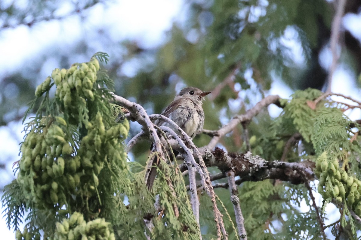 Dusky Flycatcher - ML643019994
