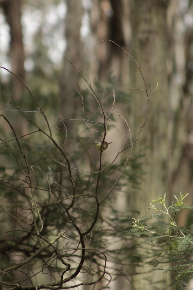 White-browed Scrubwren - ML643020003