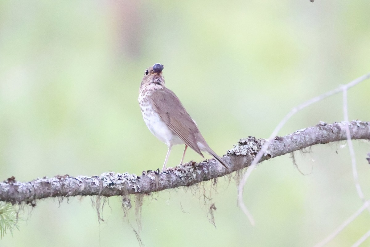 Swainson's Thrush - ML643020004