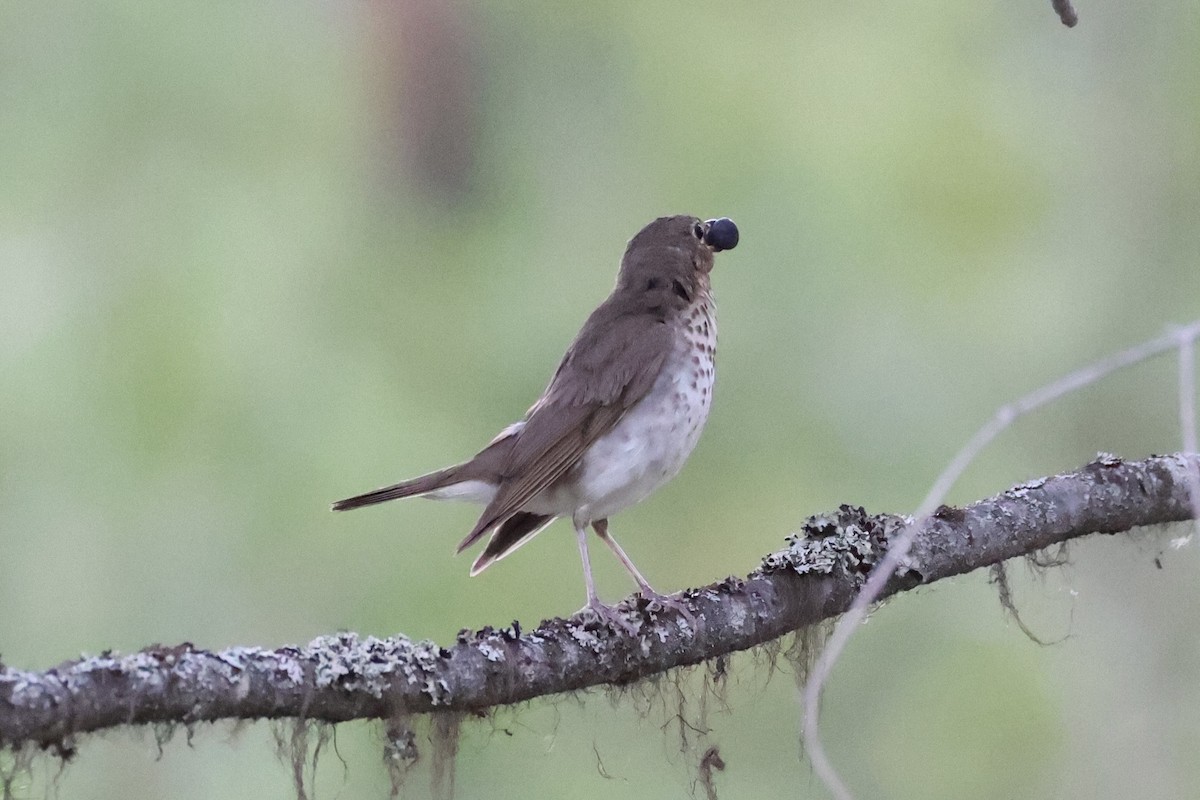 Swainson's Thrush - ML643020005