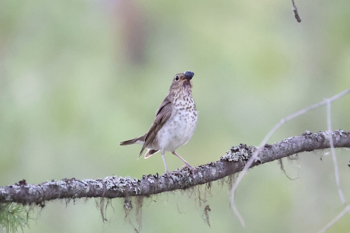 Swainson's Thrush - ML643020006