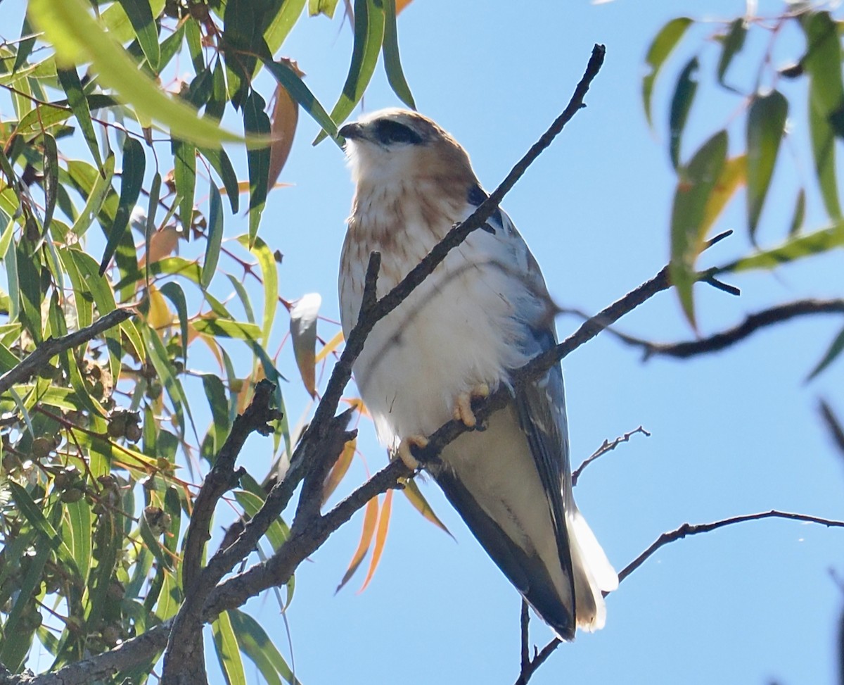 Black-shouldered Kite - ML643020009