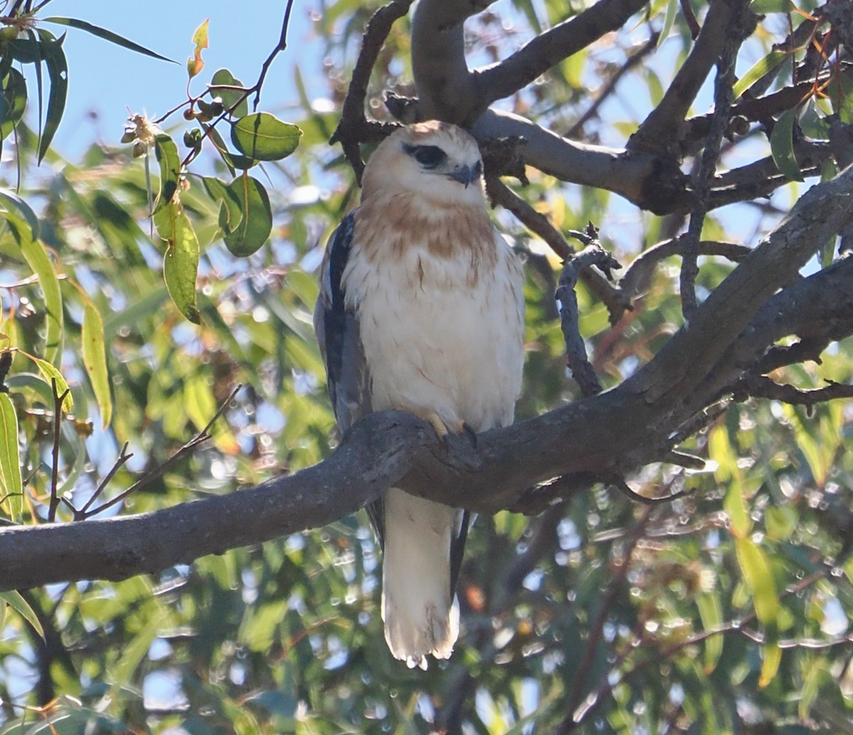 Black-shouldered Kite - ML643020010