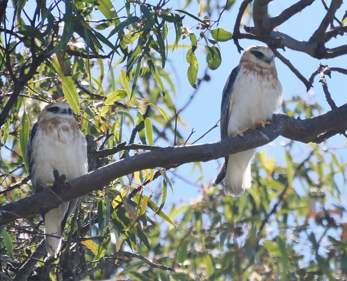 Black-shouldered Kite - ML643020011