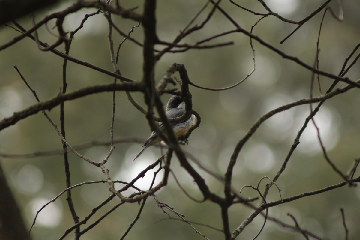 Rufous Whistler - ML643020017