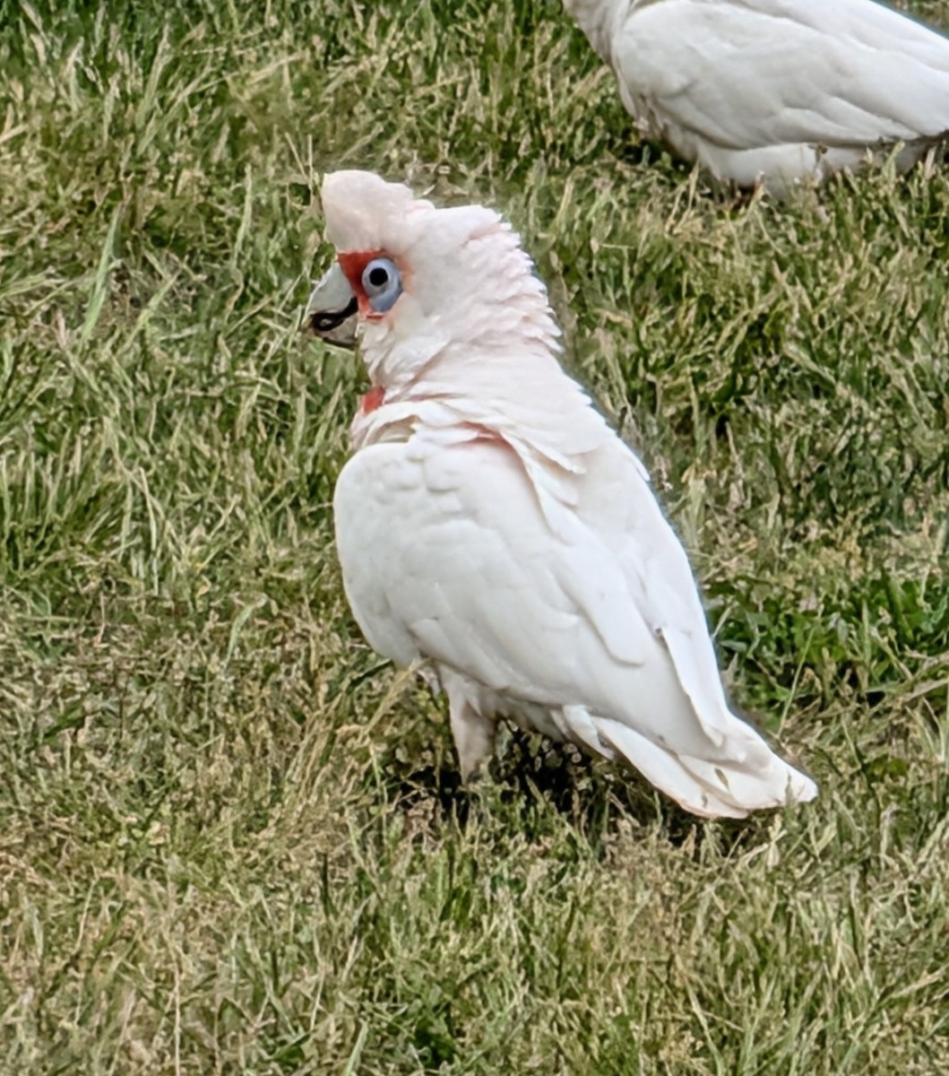 Long-billed Corella - ML643020020