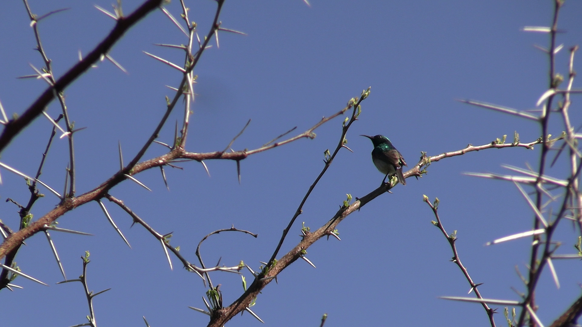 Southern Double-collared Sunbird - ML643020051