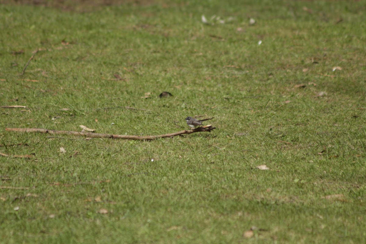Gray Fantail - ML643020053