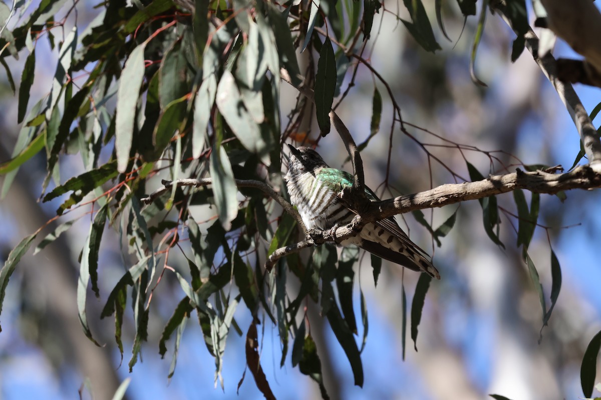Shining Bronze-Cuckoo - ML643020054