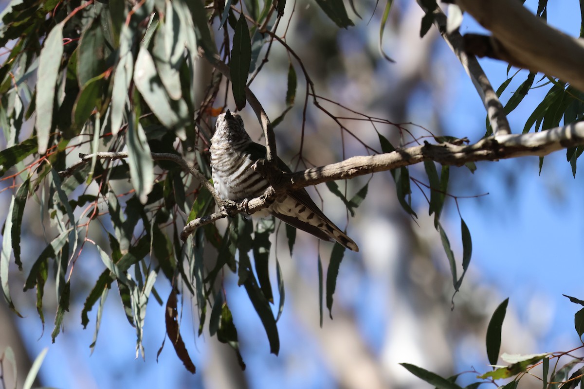 Shining Bronze-Cuckoo - ML643020056