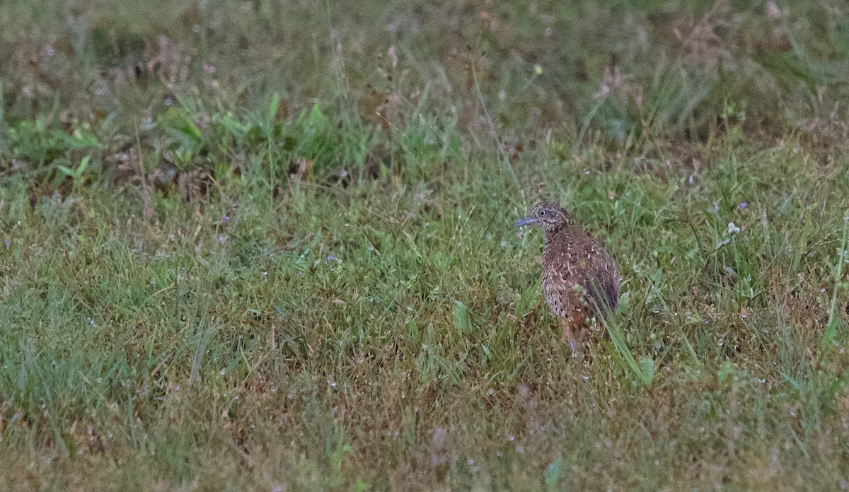 Barred Buttonquail - ML643020057