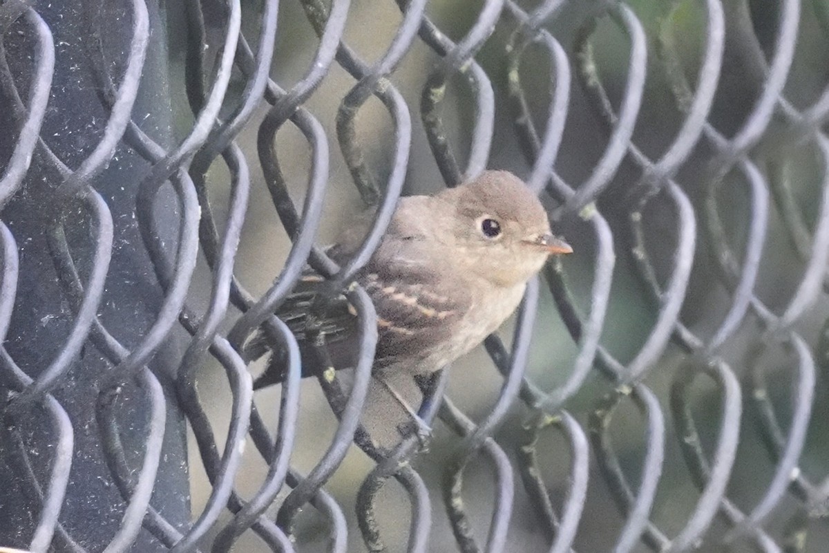 Western Flycatcher - ML643020058