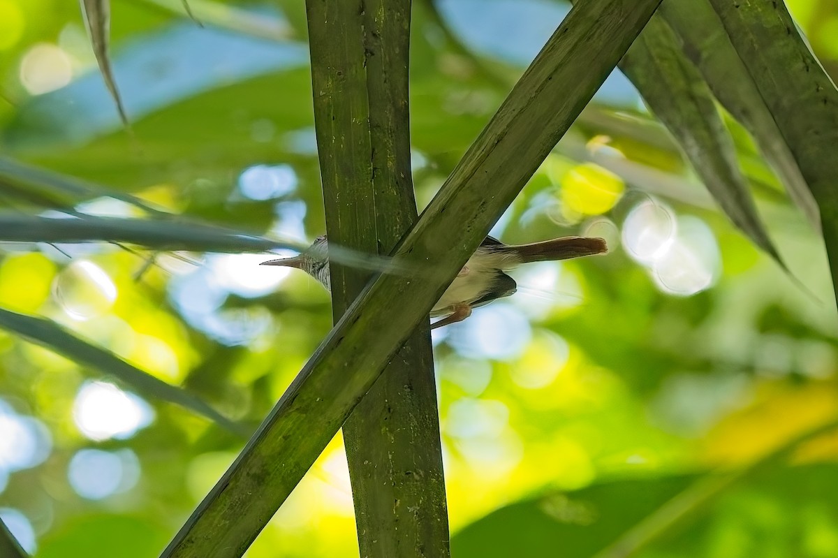 Rufous-tailed Tailorbird - ML643020059