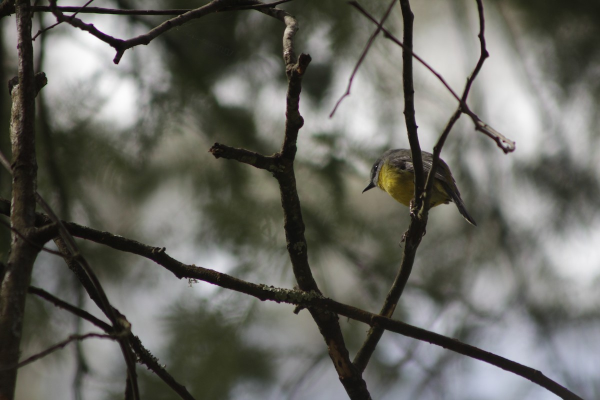 Eastern Yellow Robin - ML643020060