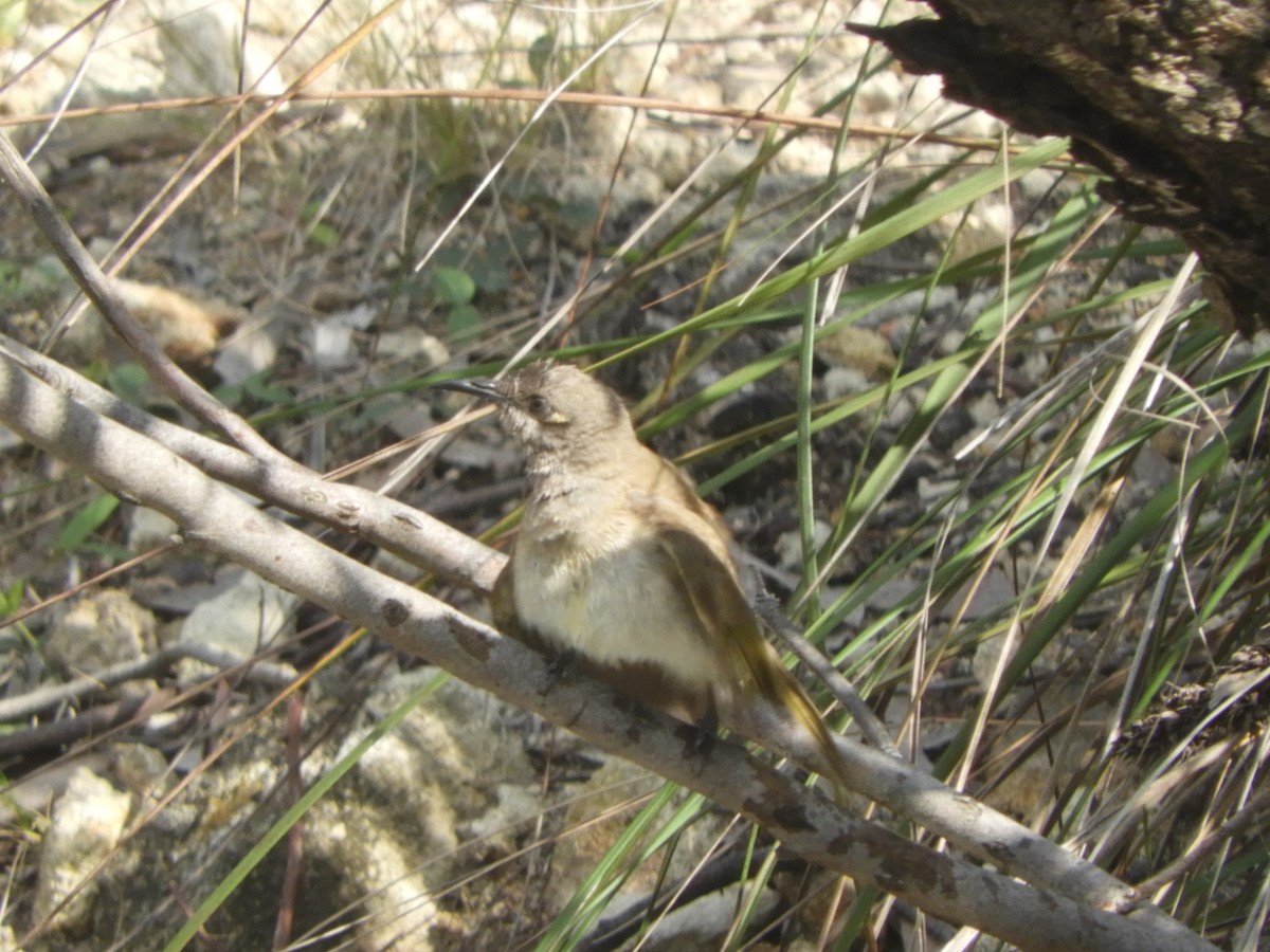 Brown Honeyeater - ML643020063