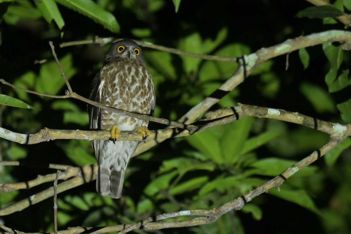 Brown Boobook - ML643020064