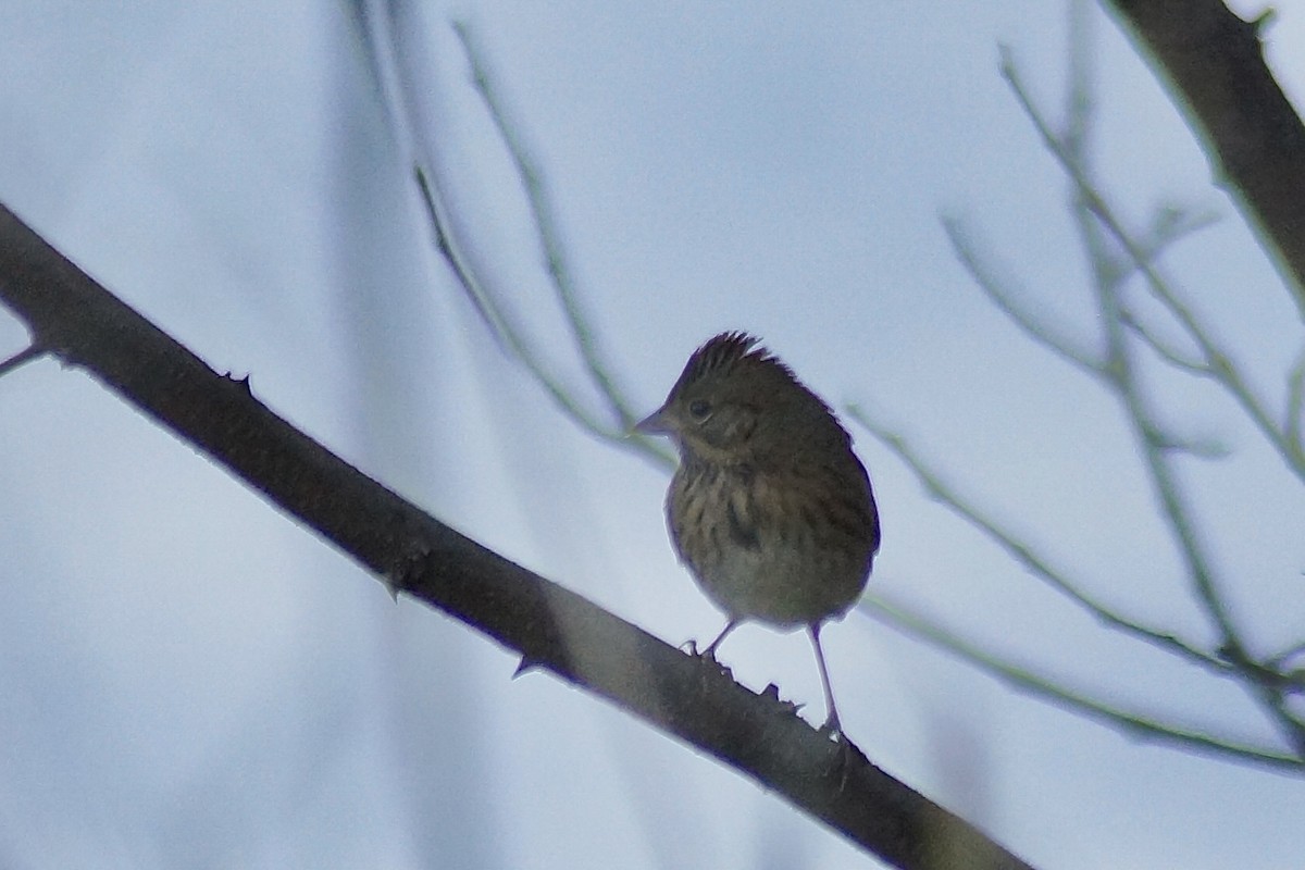Lincoln's Sparrow - ML643020066