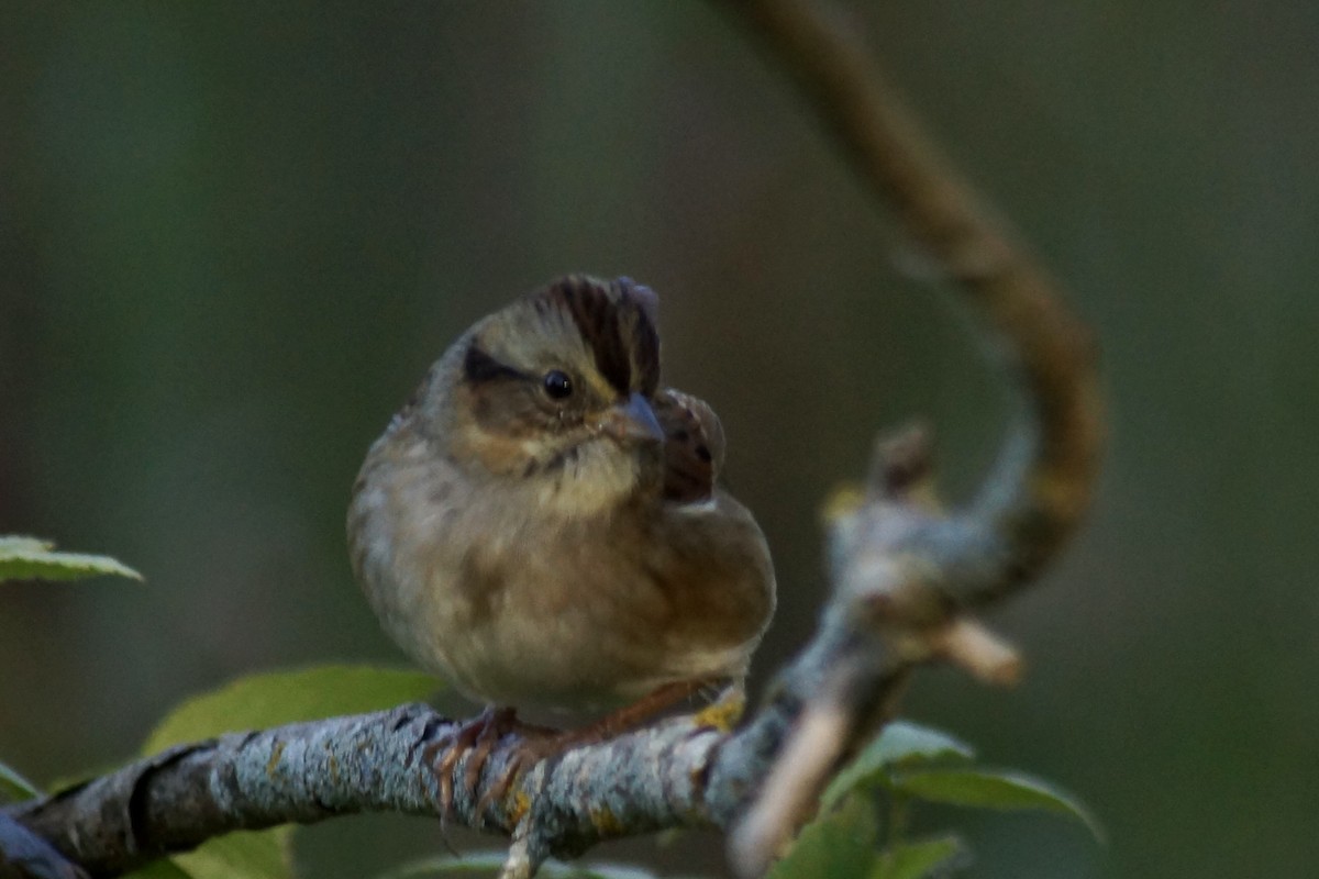 Swamp Sparrow - ML643020070