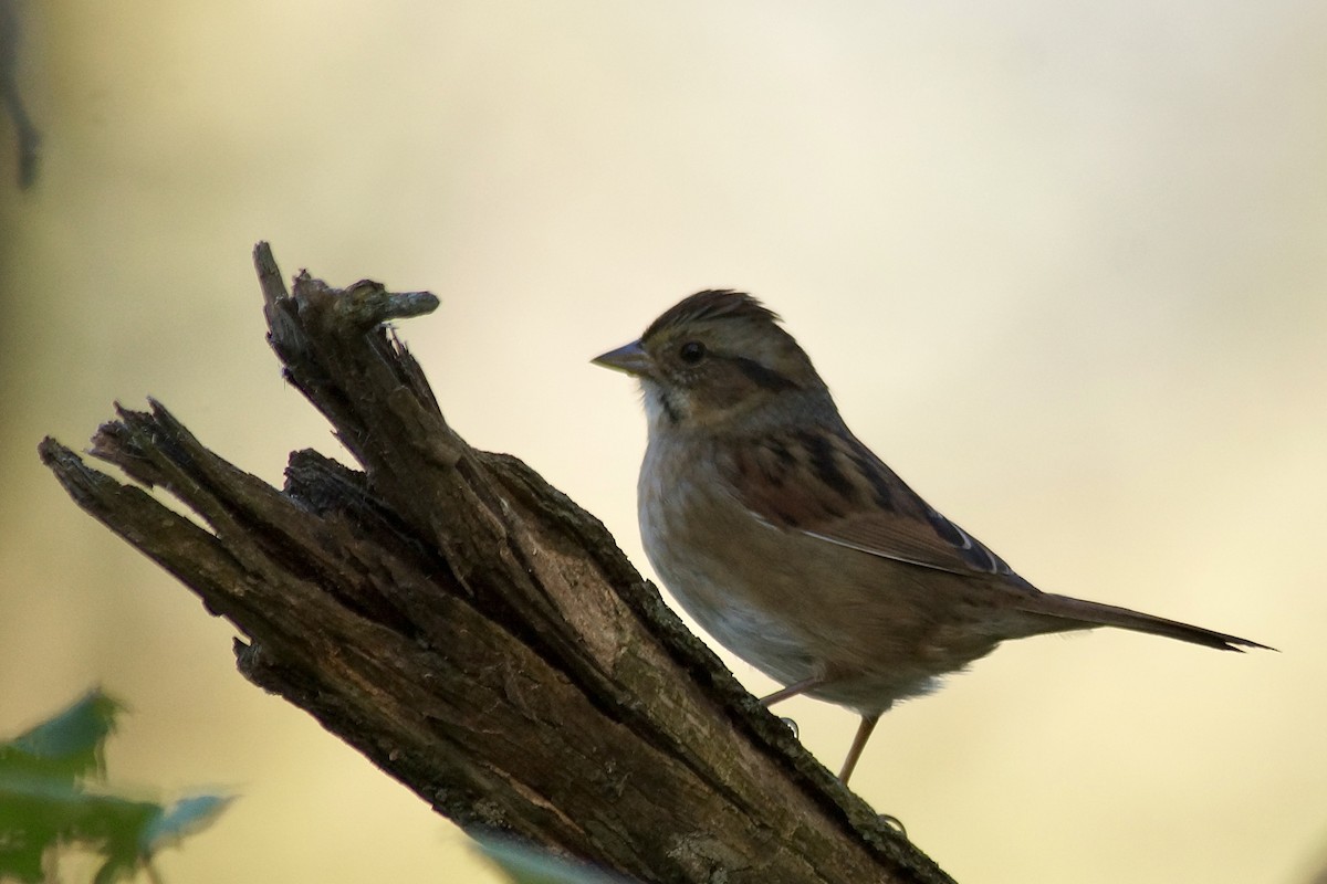 Swamp Sparrow - ML643020071