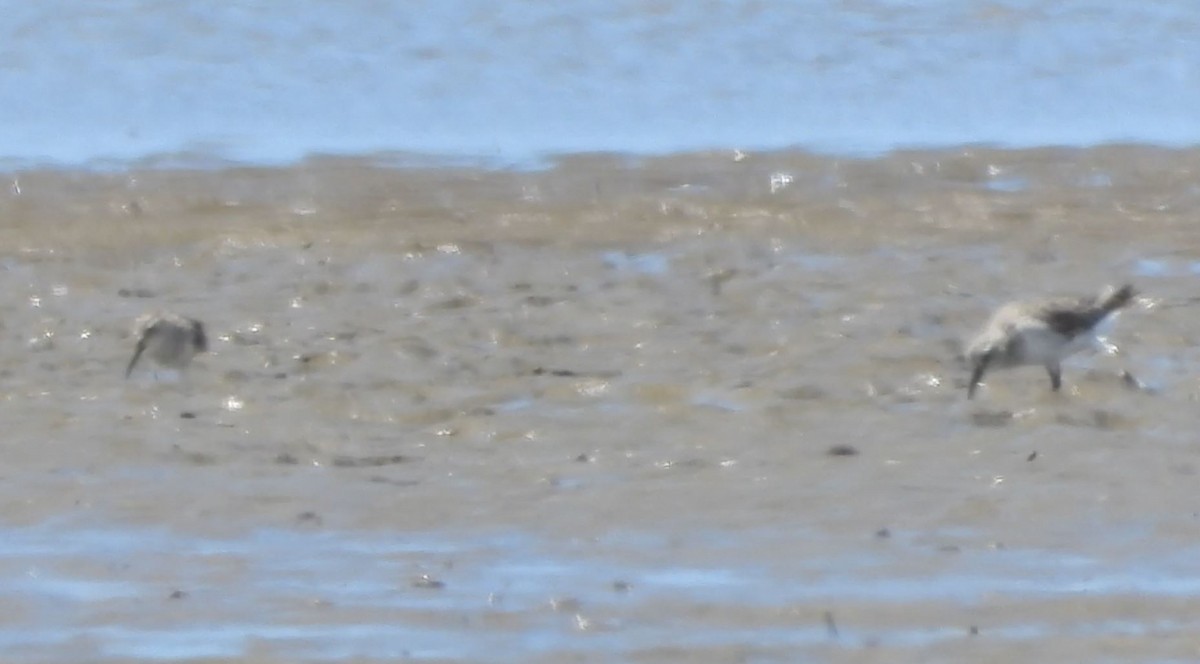 Broad-billed Sandpiper - ML643020109