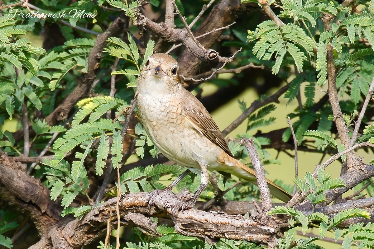Isabelline Shrike - ML643020141