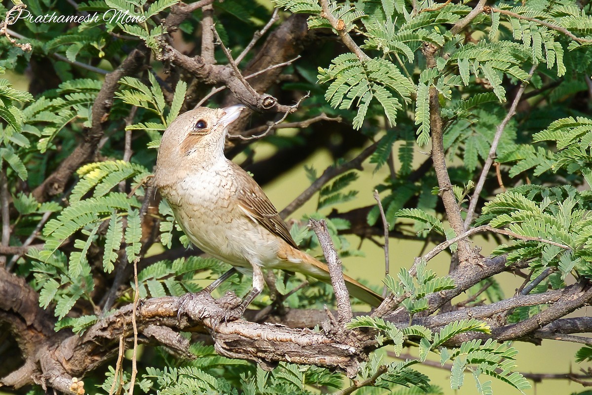 Isabelline Shrike - ML643020142