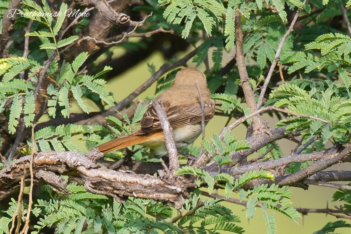 Isabelline Shrike - ML643020143
