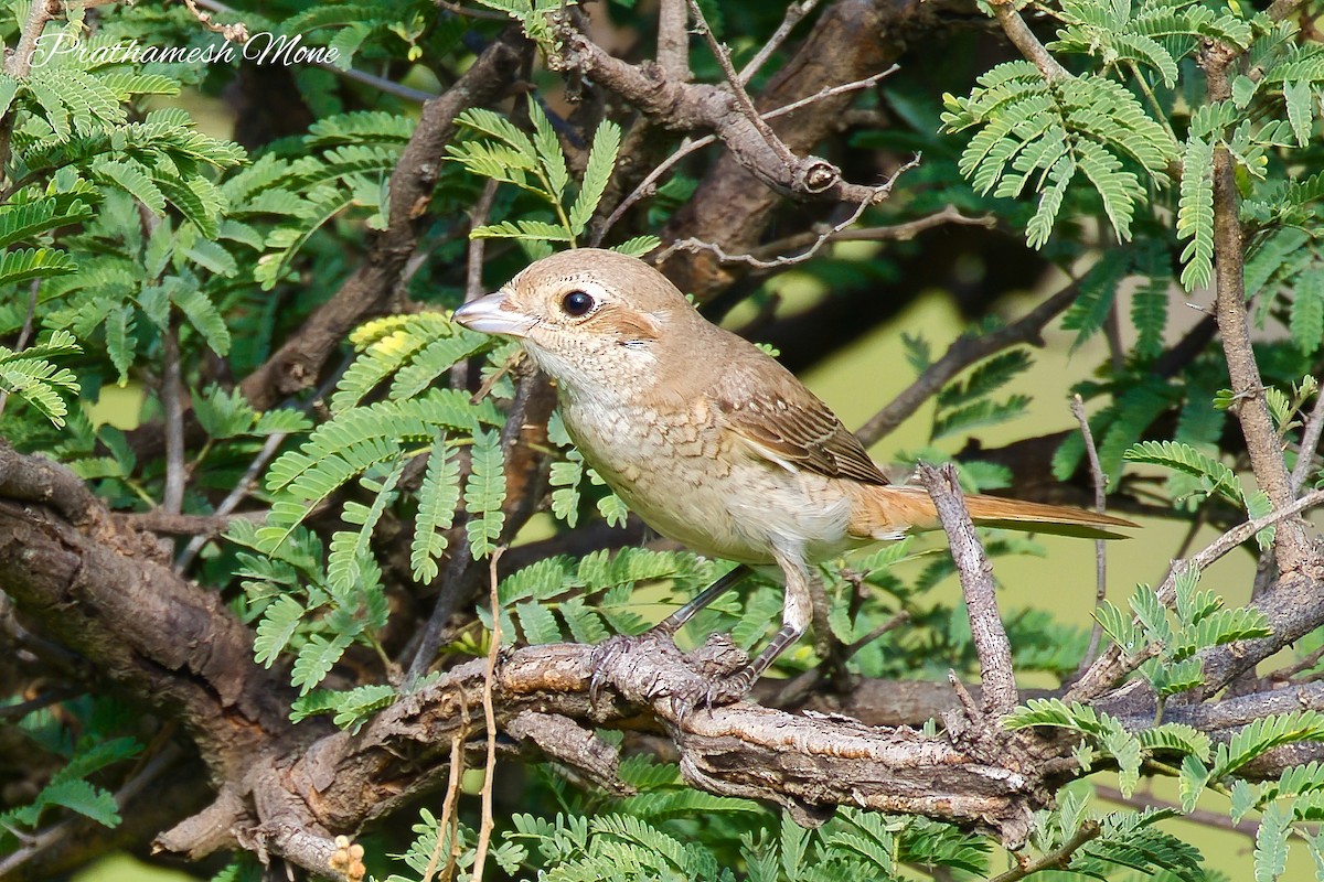 Isabelline Shrike - ML643020144