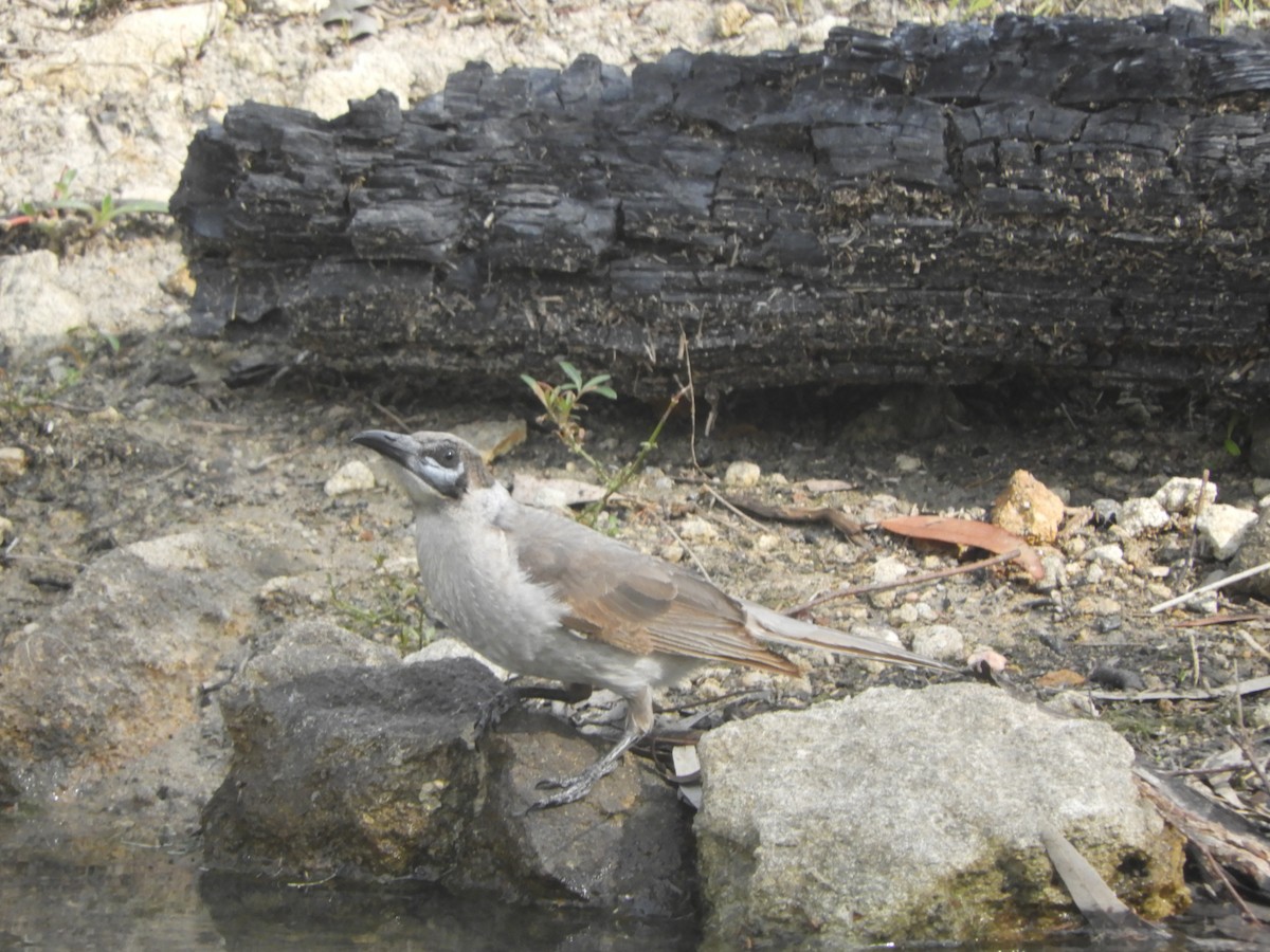 Little Friarbird - ML643020168