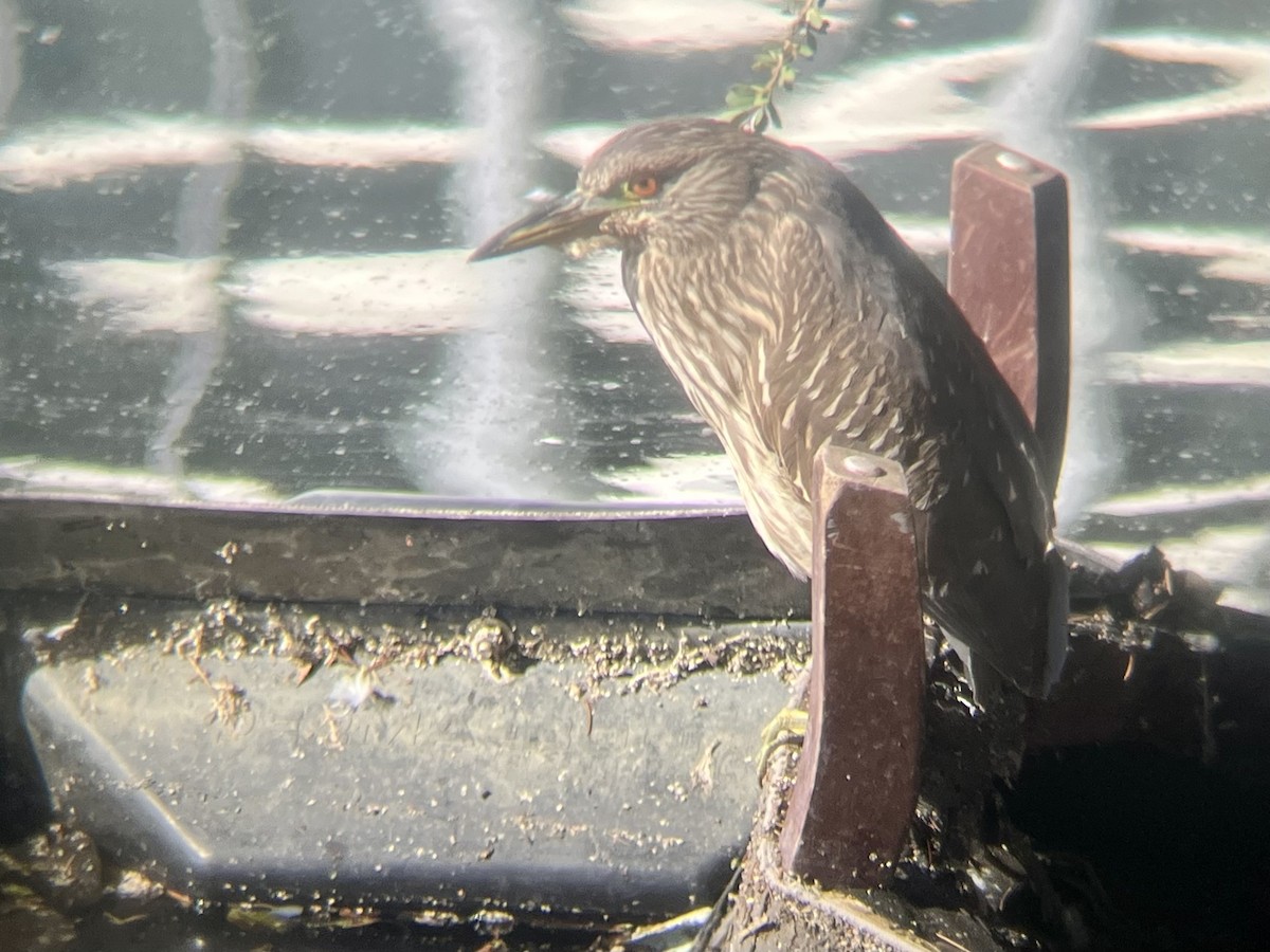 Black-crowned Night Heron - ML643020176