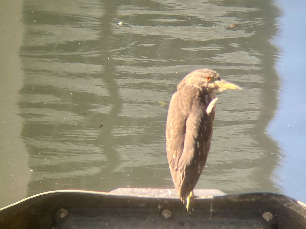 Black-crowned Night Heron - ML643020177