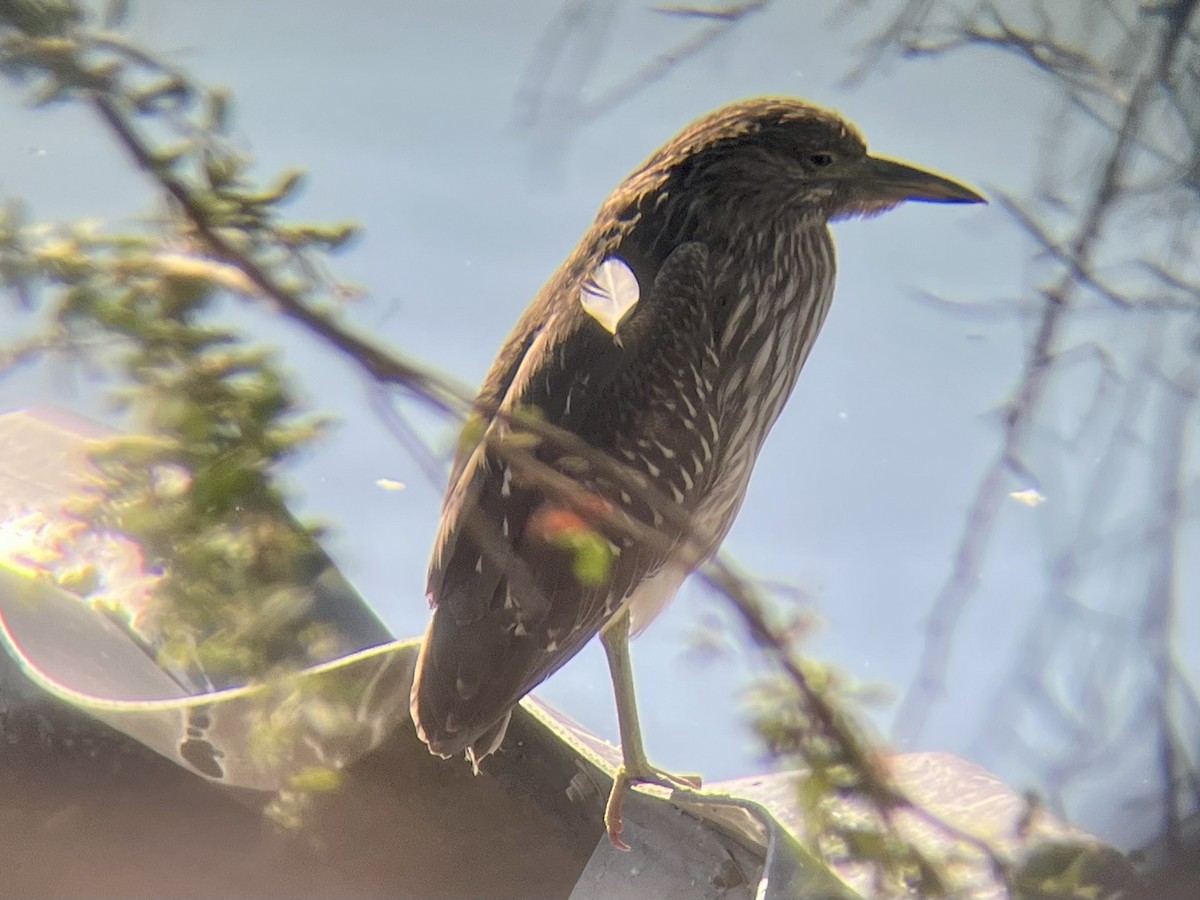 Black-crowned Night Heron - ML643020178
