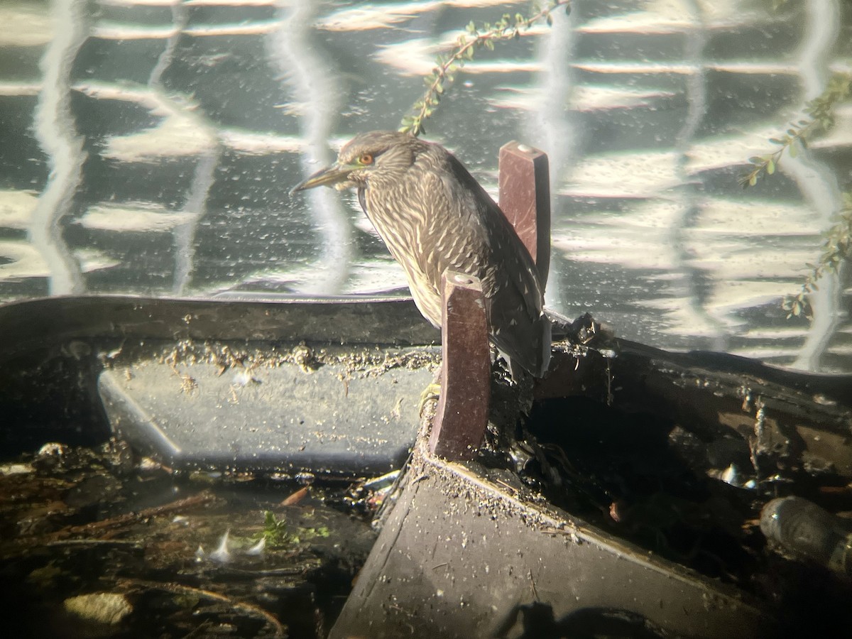 Black-crowned Night Heron - ML643020180