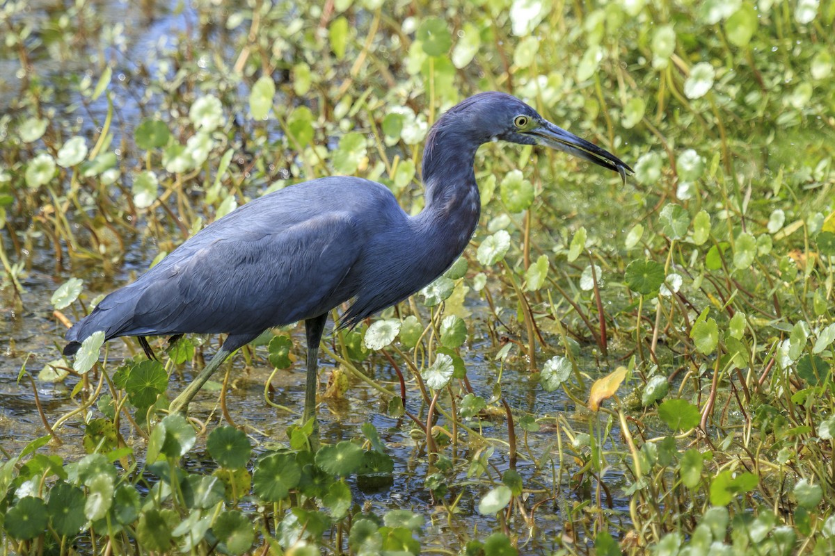 Little Blue Heron - ML643020192