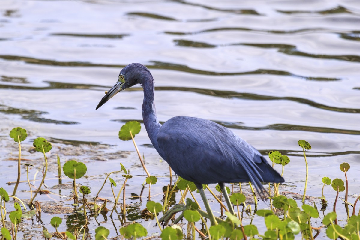 Little Blue Heron - ML643020193