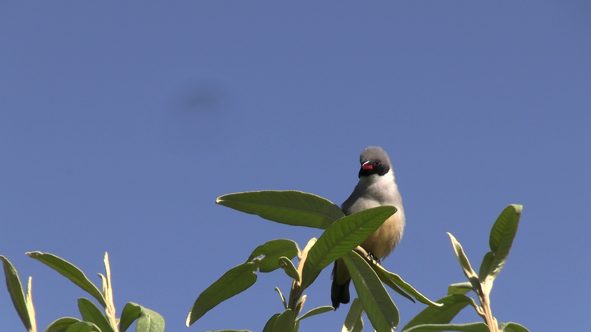 Swee Waxbill - ML643020205