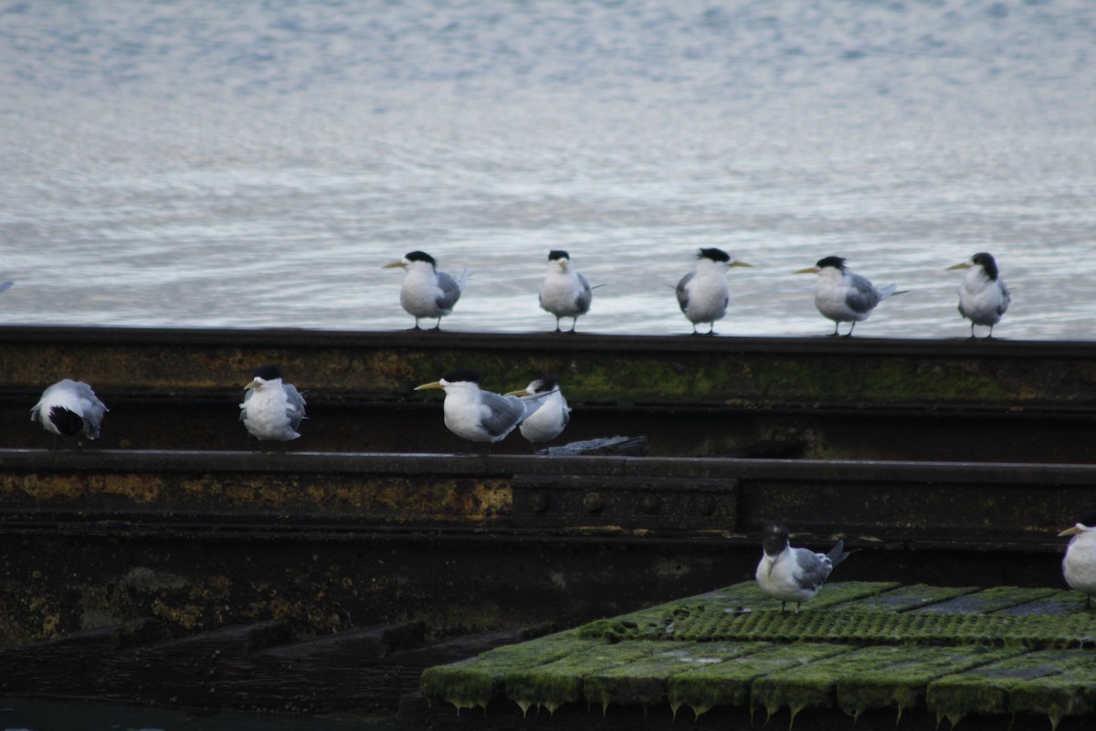 Great Crested Tern - ML643020211