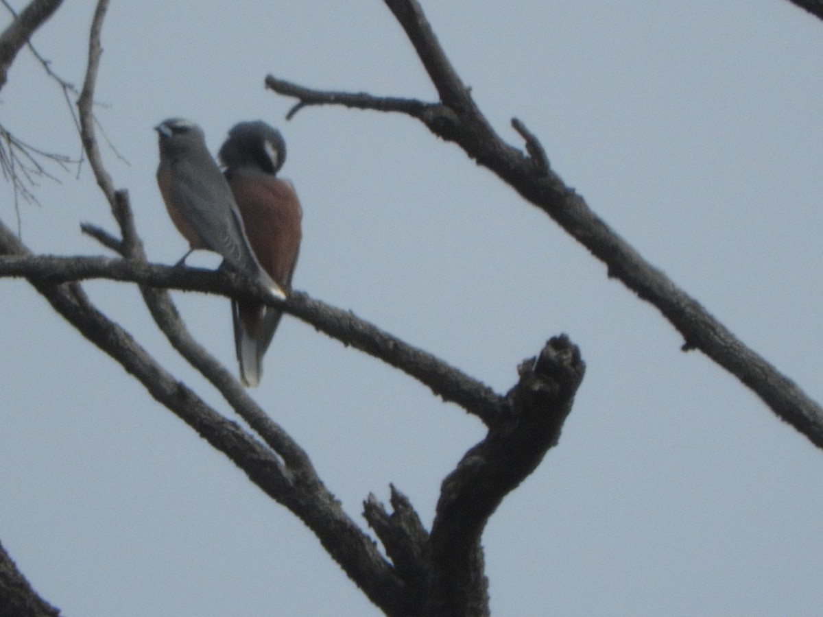 White-browed Woodswallow - ML643020227