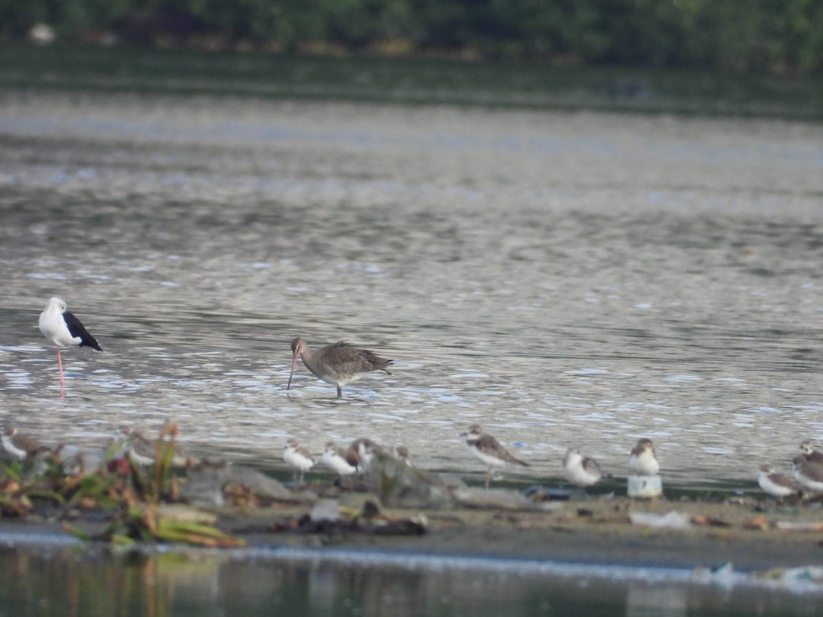 Black-tailed Godwit - ML643020229