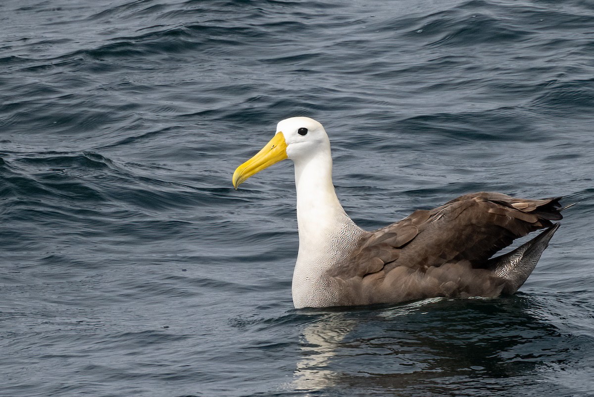 Waved Albatross - ML643020234