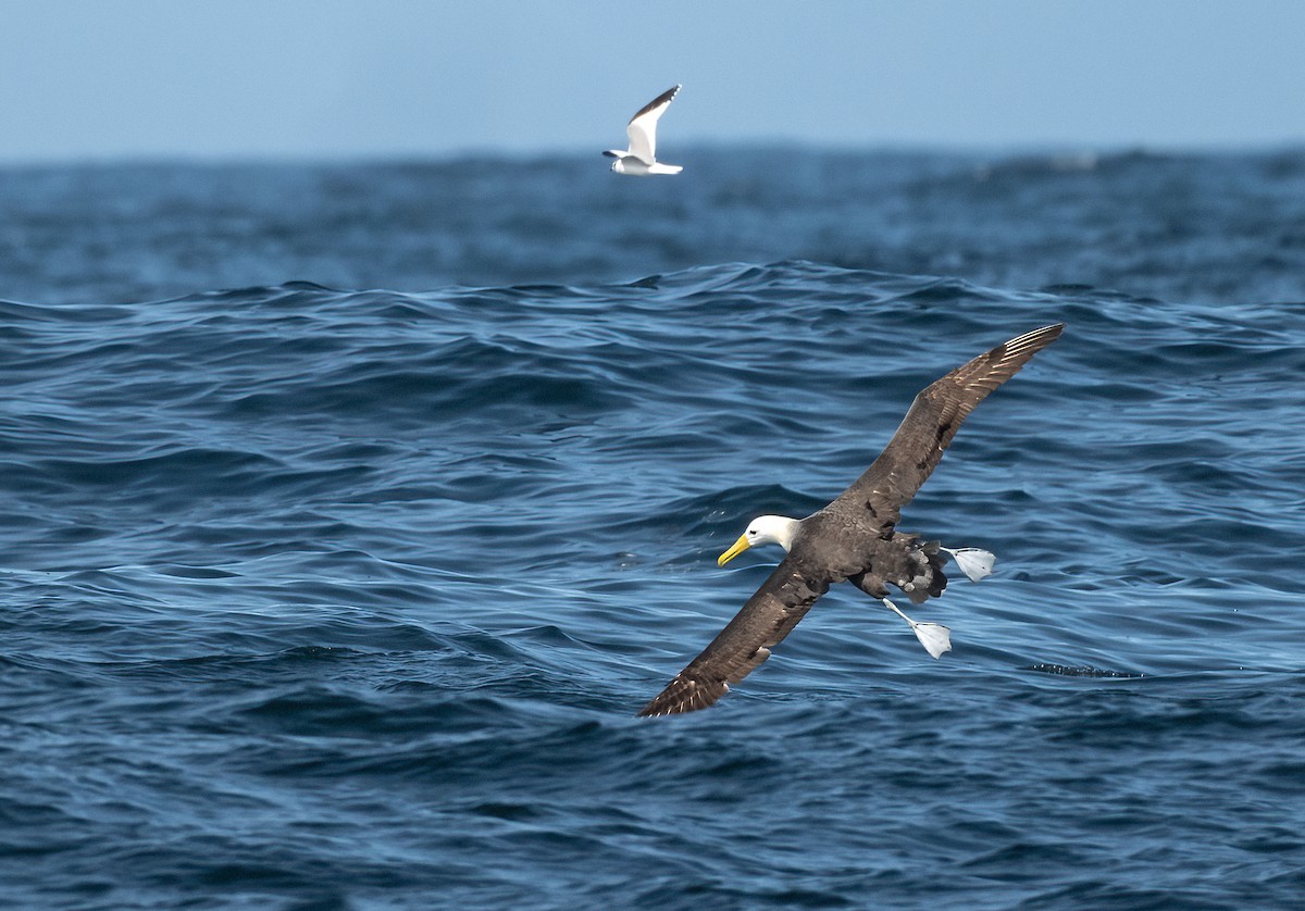 Waved Albatross - ML643020238