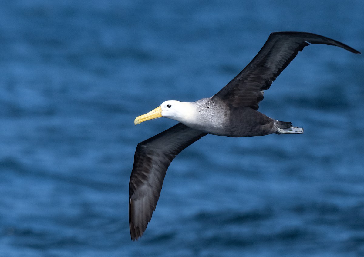 Waved Albatross - ML643020239